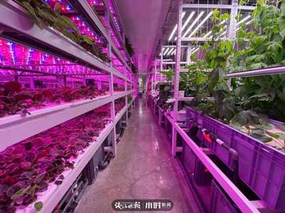 航天蔬菜杭州有同款，揭秘神奇植物工廠 人造陽光空氣，全程無農藥的綠色革命